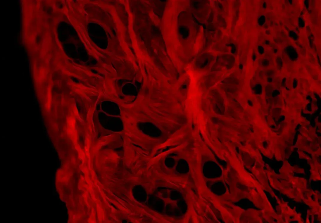 Cellular Regeneration: Your Body’s Constant Rebuild Mode (Image Credits: Unsplash)