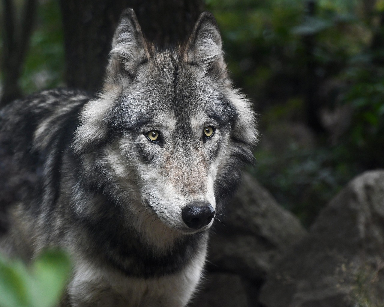Washington's Gray Wolf Recovery Revolution (Image Credits: Pixabay)