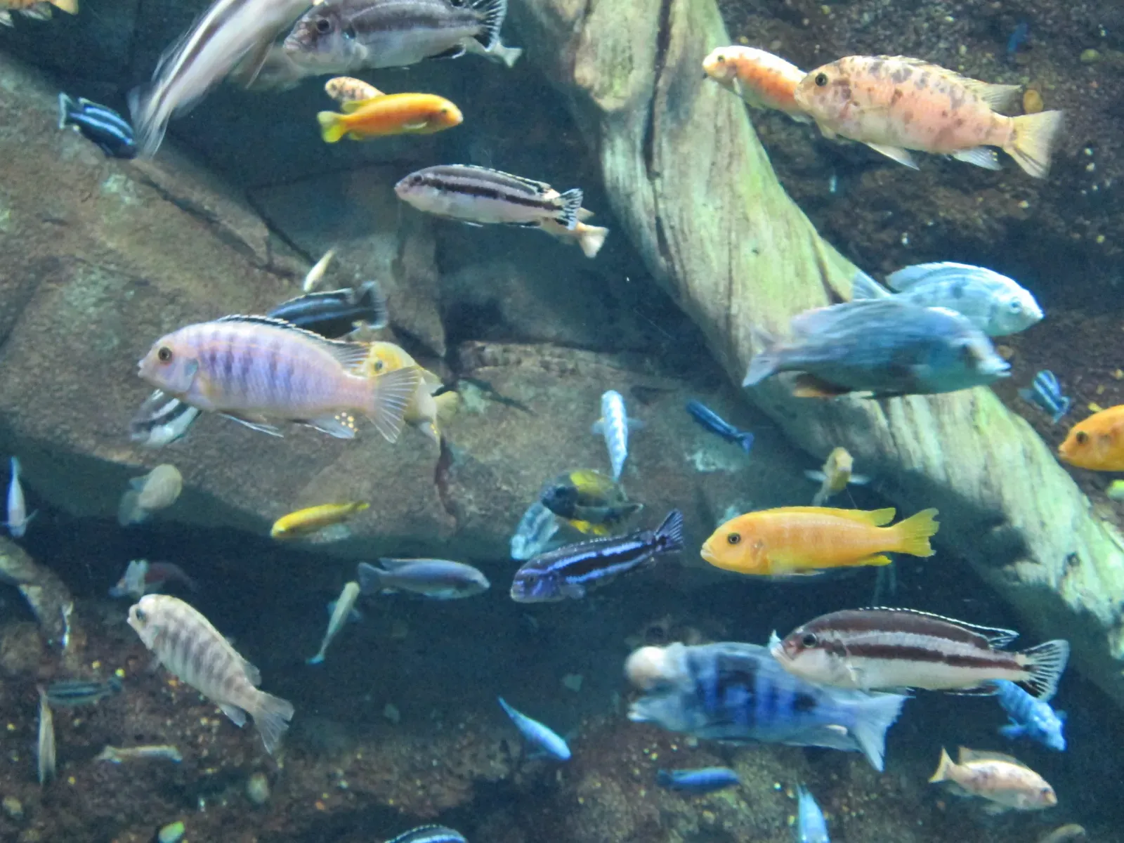 African Cichlid Fish: Speciation on Speed (Image Credits: Wikimedia)