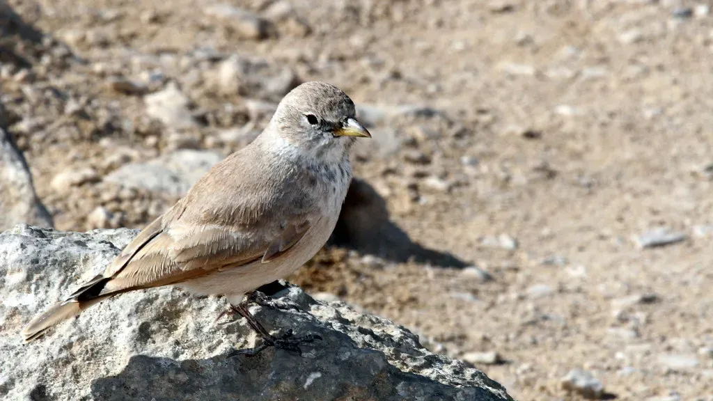Gemini – The Desert Lark: Curious Voice of the Open Dunes (Greg Schechter, Flickr, CC BY 2.0)