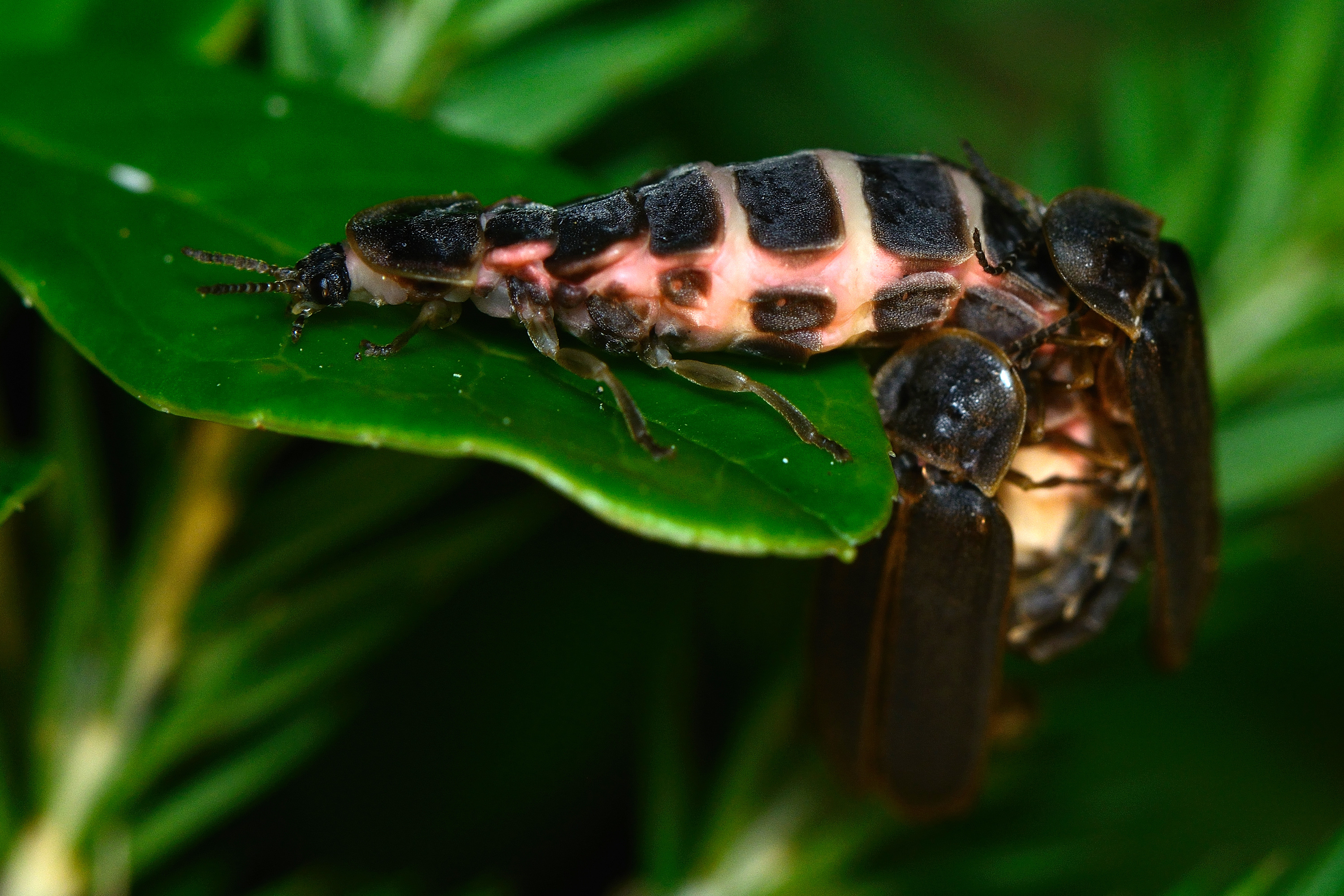 Virgo: The Precise Glowworm Engineer (Image Credits: Wikimedia)