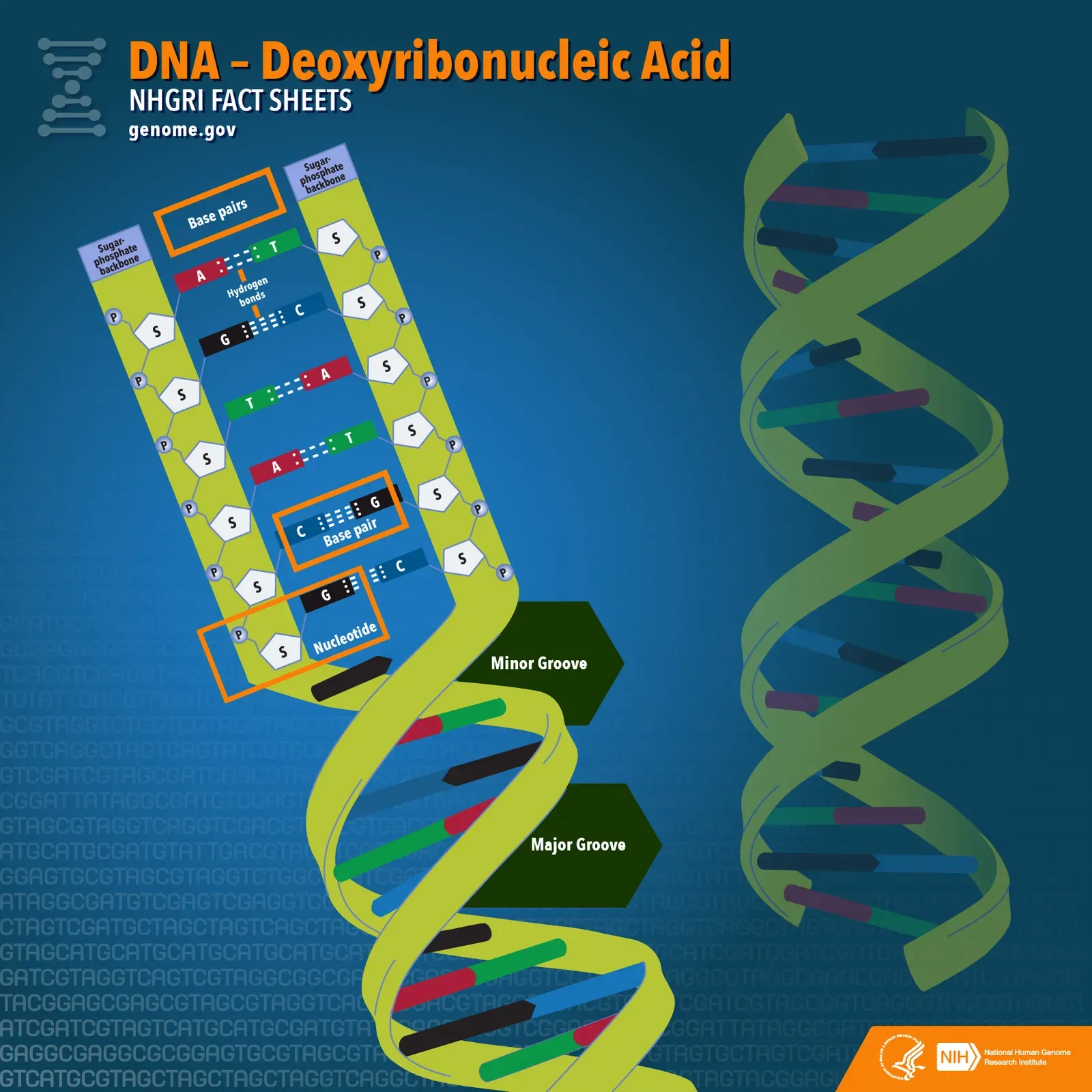 3. The So-Called “Junk” DNA Is Driving Brain and Immune Health (NHGRI Fact Sheet: Deoxyribonucleic Acid (DNA), CC BY 2.0)