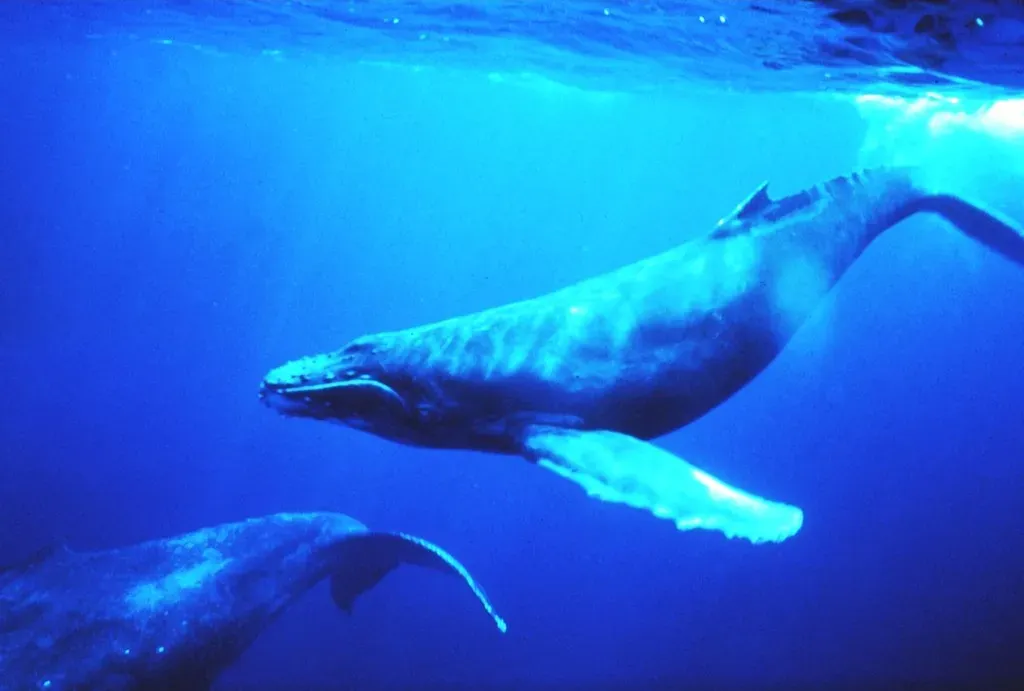 2. Humpback Whales and the Ocean's Living Language (NOAA Photo Library, Flickr, CC BY 2.0)