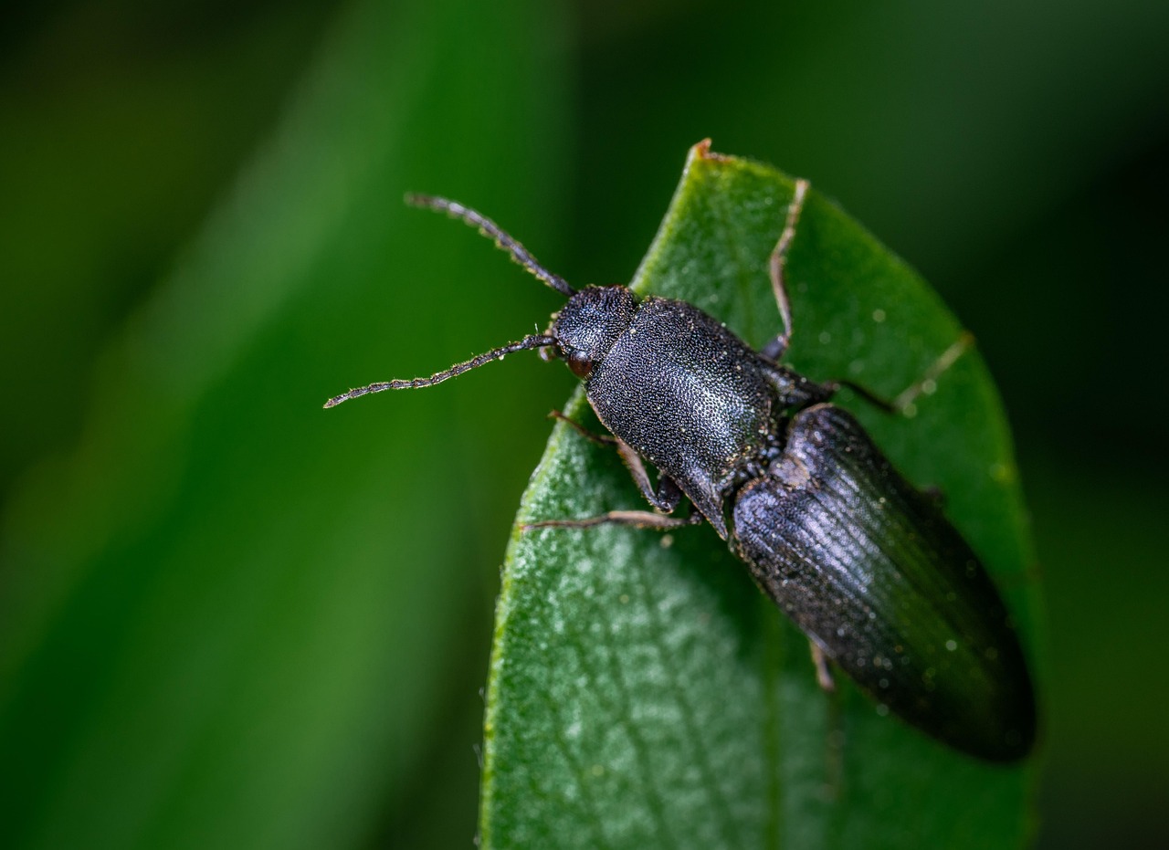 Asia's First Glowing Click Beetle Discovery (Image Credits: Pixabay)