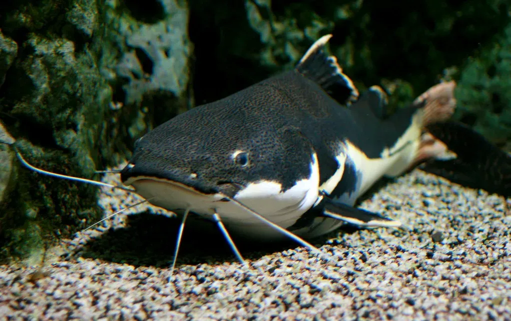 9. Catfish: The Animal That Tastes With Its Entire Body (photojenni, Flickr, CC BY 2.0)