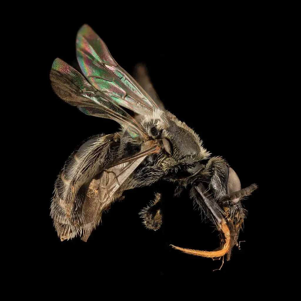 Fossils That Look Like They Died Yesterday (Image Credits: Flickr)