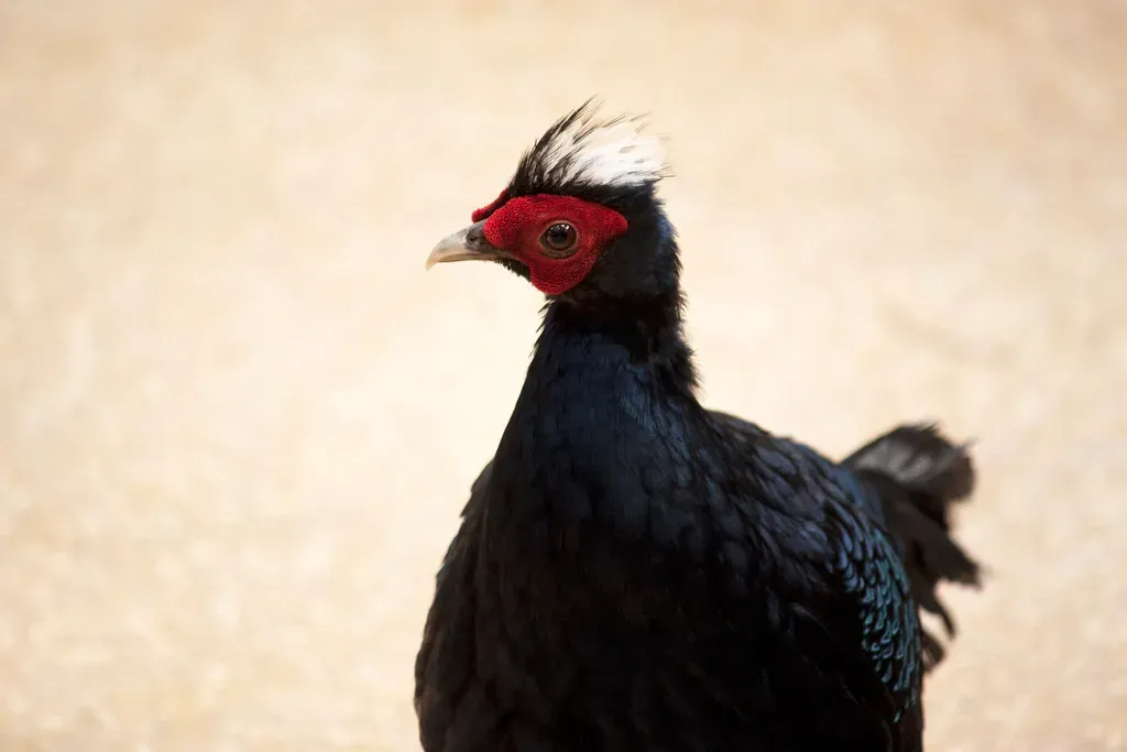 #6 - Edwards's Pheasant: Vietnam's "Ghost Bird" That Camera Traps Finally Caught (Kitty Terwolbeck, Flickr, CC BY 2.0)
