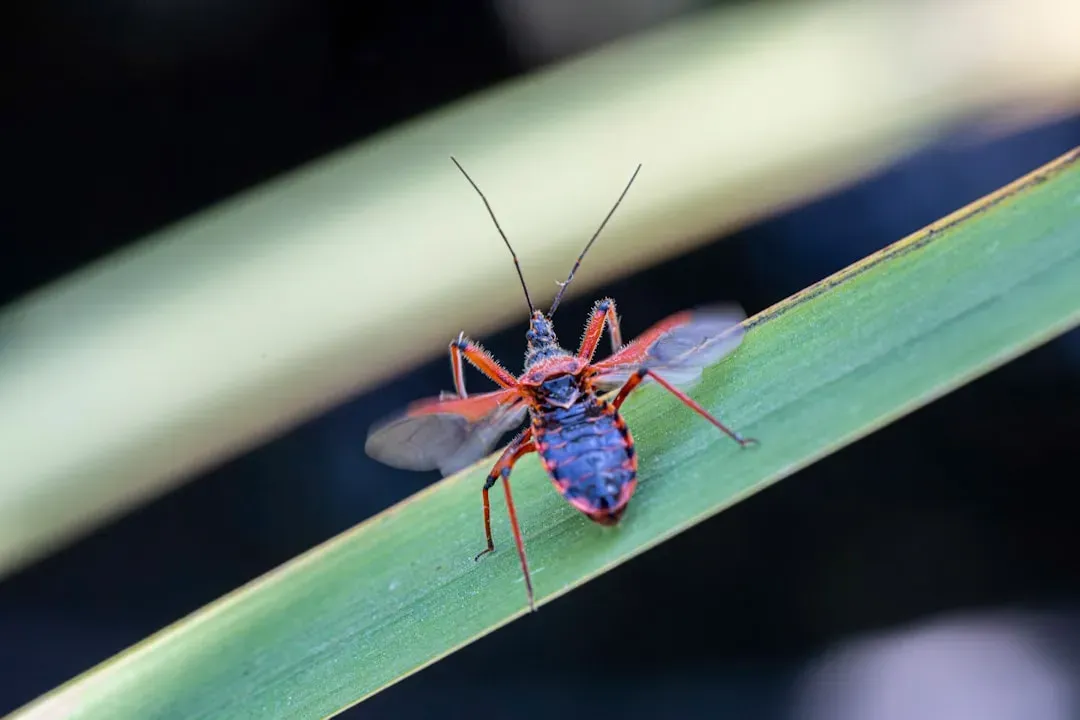 5. Assassin Bugs That Wear Their Victims’ Bodies as Armor (Image Credits: Unsplash)