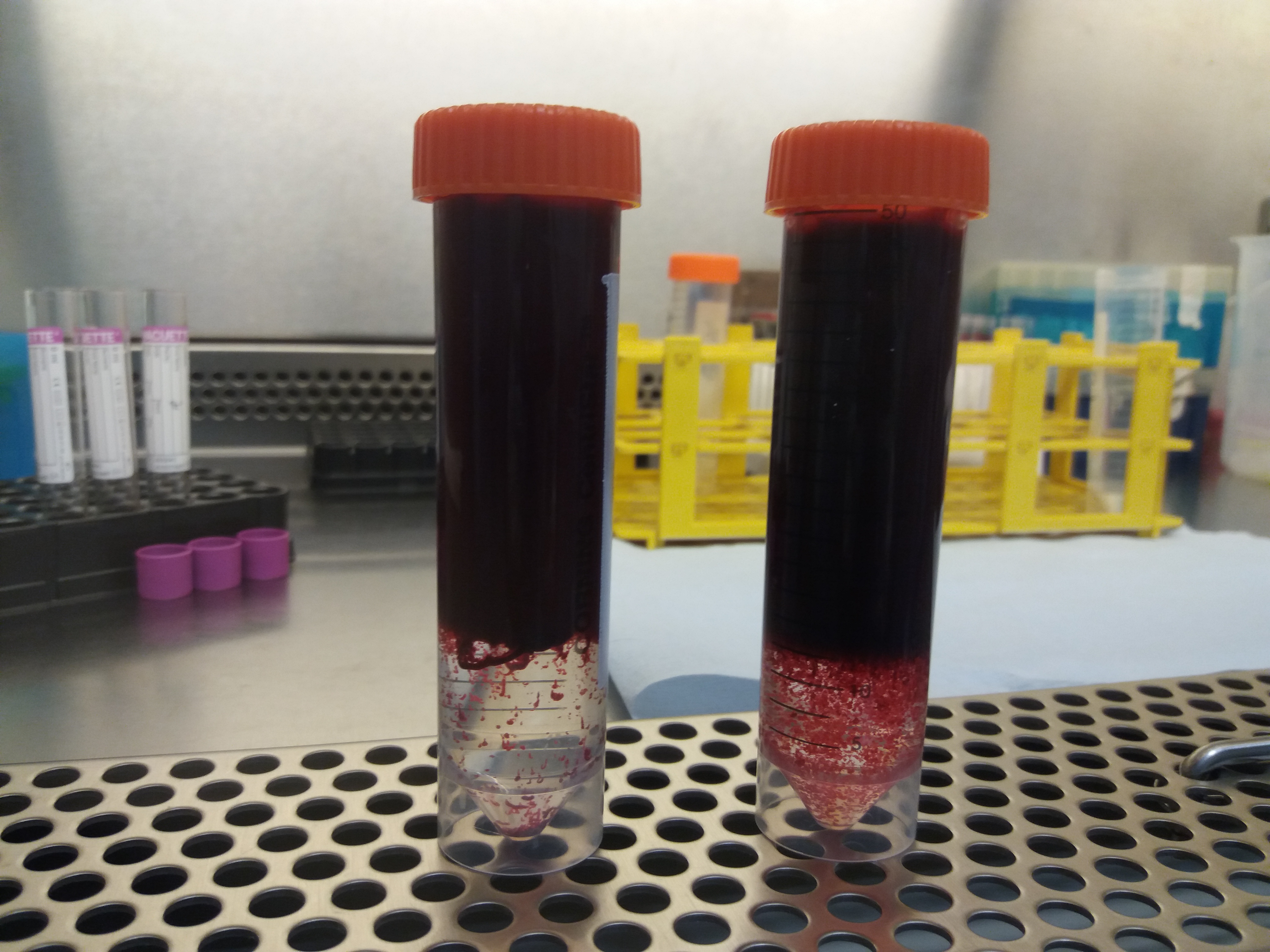 From Ancient Tools to Modern Science (Image Credits: Wikimedia)