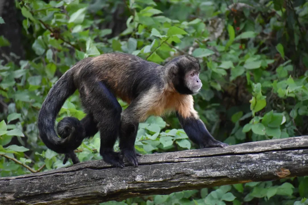 Aquarius – The Capuchin Monkey: Innovative, Group‑Minded, and Quirkily Clever (Image Credits: Unsplash)