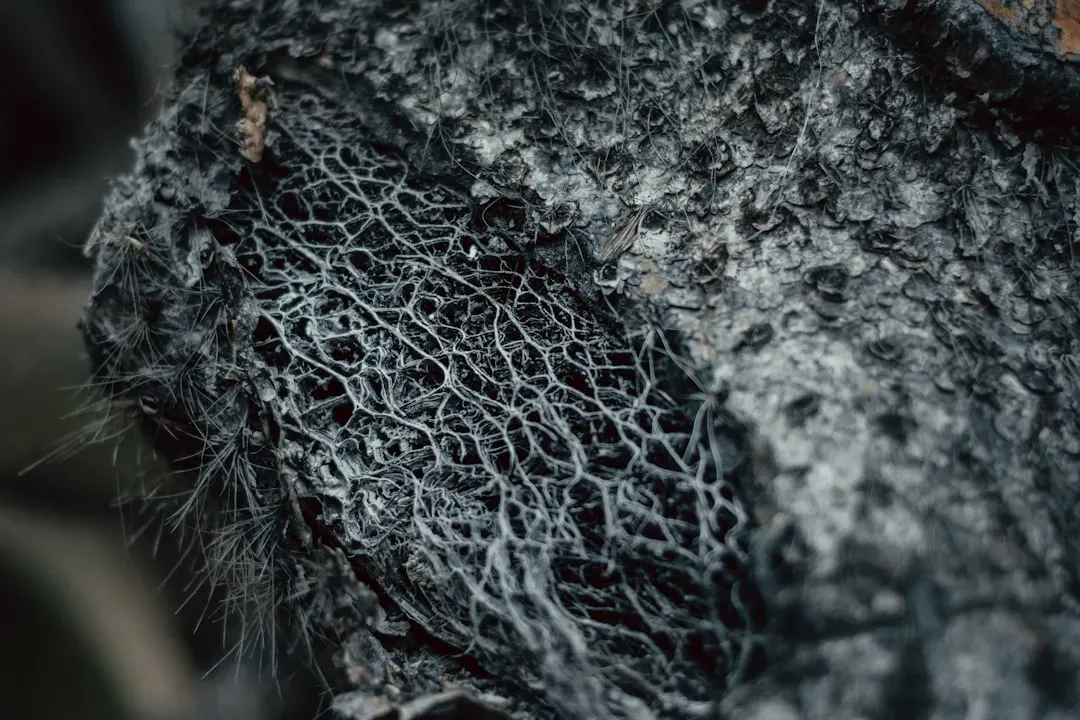 The Architecture of the Hidden Network: Mycelium and Hyphae (Image Credits: Unsplash)