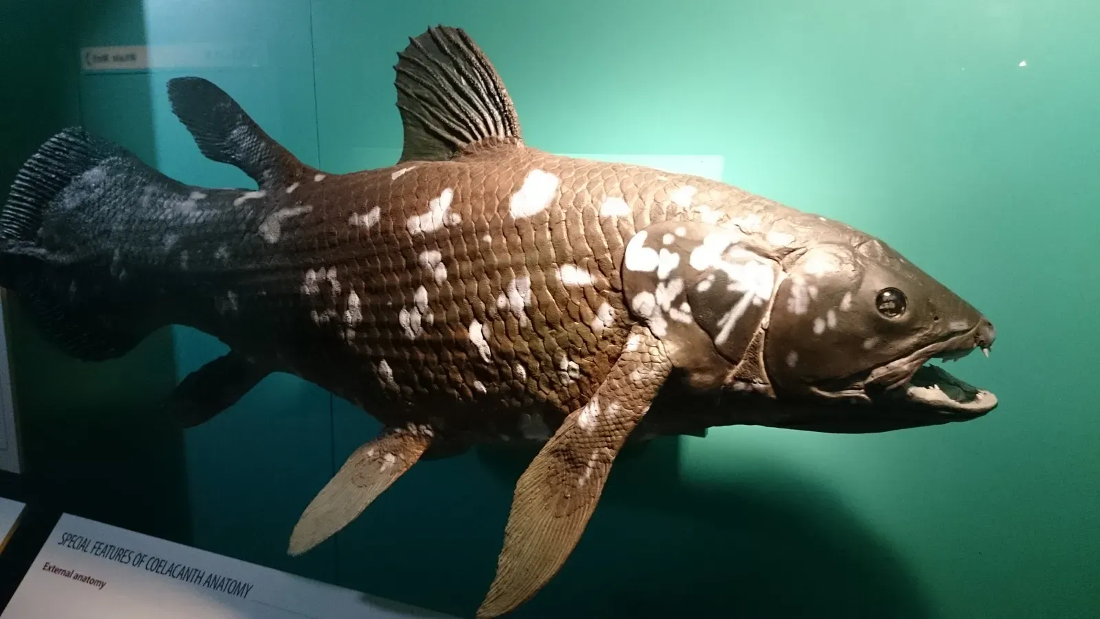 #10 - The Coelacanth: The "Dinosaur Fish" That Refused to Stay Fossilized (By Nkansah Rexford, CC BY-SA 3.0)