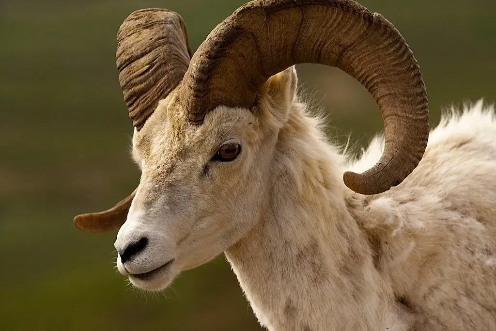 Capricorn – You Are the Alaskan Dall Sheep (Mind on Fire Photography, Flickr, CC BY-SA 2.0)