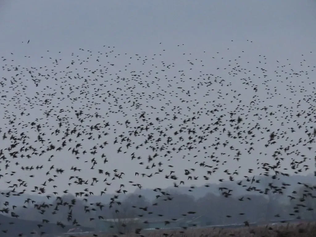 8. Cooperative Signals and Group Coordination: Moving as One Mind (Image Credits: Flickr)