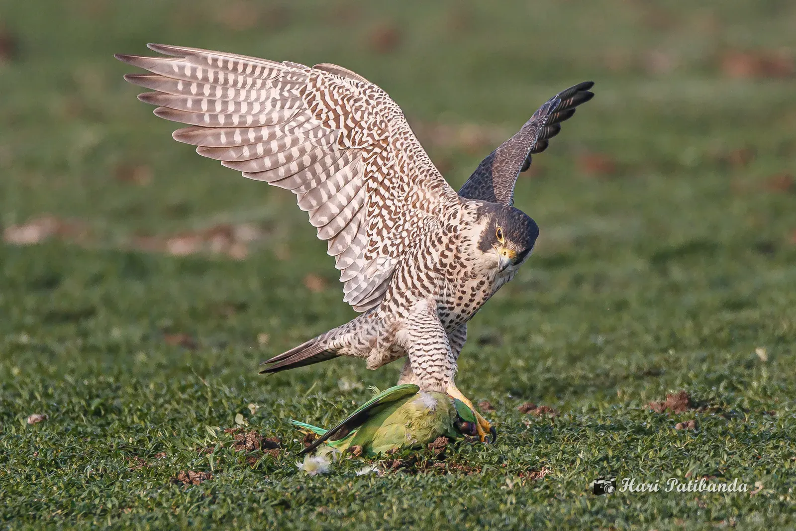 Aries – The Peregrine Falcon (A Peregrine Falcon Finishing off a Parrot, CC BY 2.0)