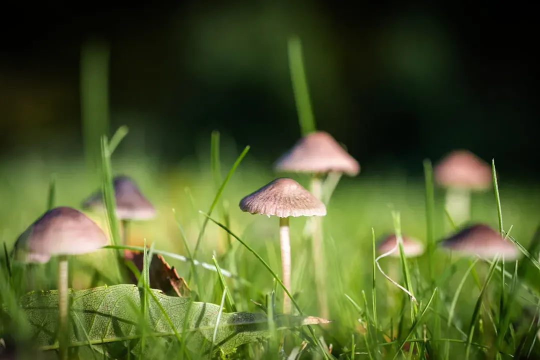 #2 - Mushrooms Popping Up Overnight (Image Credits: Unsplash)