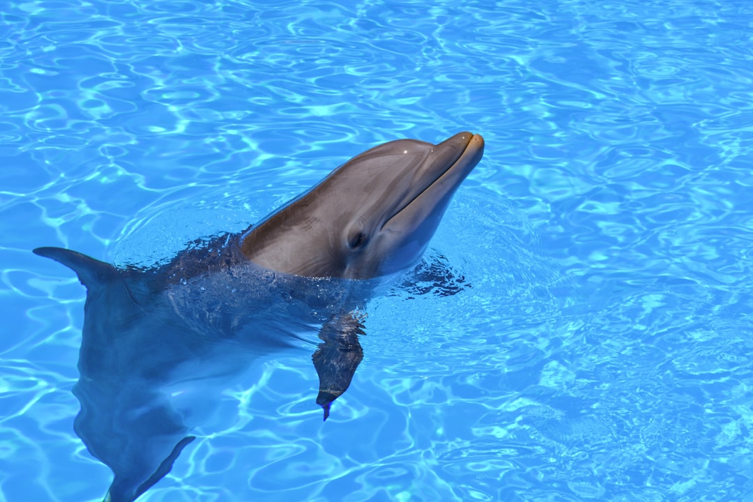 Aquarius and the Innovative Dolphin (Image Credits: Unsplash)