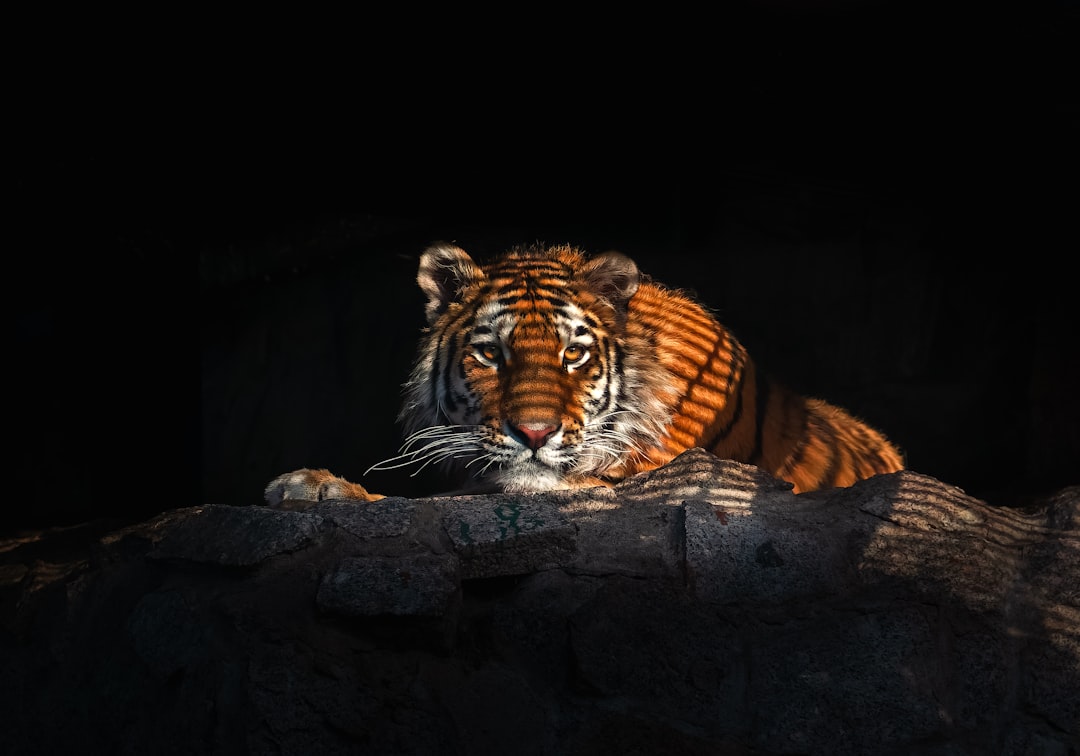 Leo Moon: The Tiger (Image Credits: Unsplash)