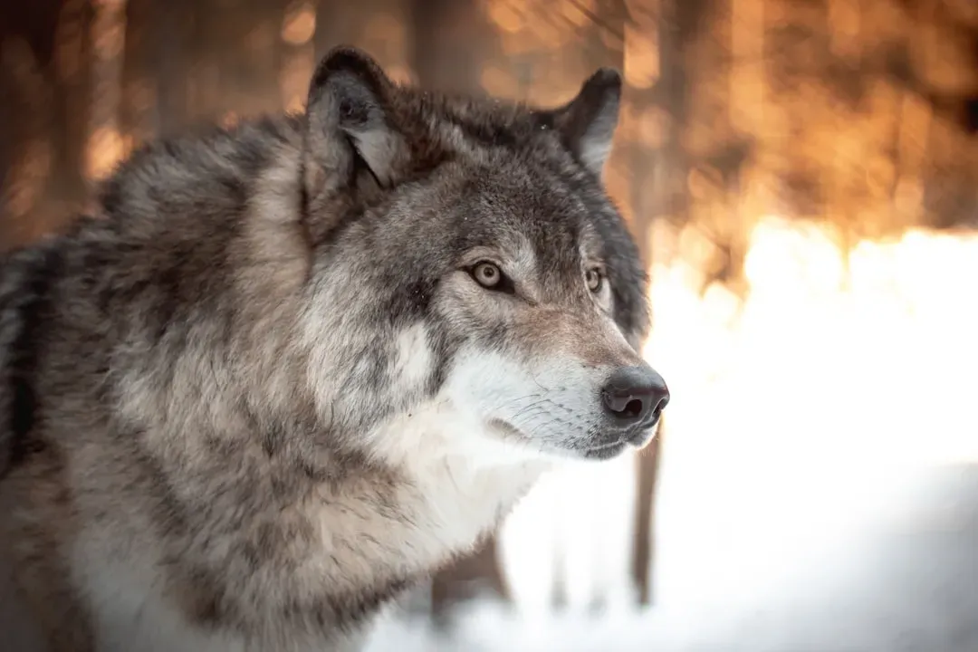 Gray Wolves: Controversial Recovery in the American West (Image Credits: Unsplash)