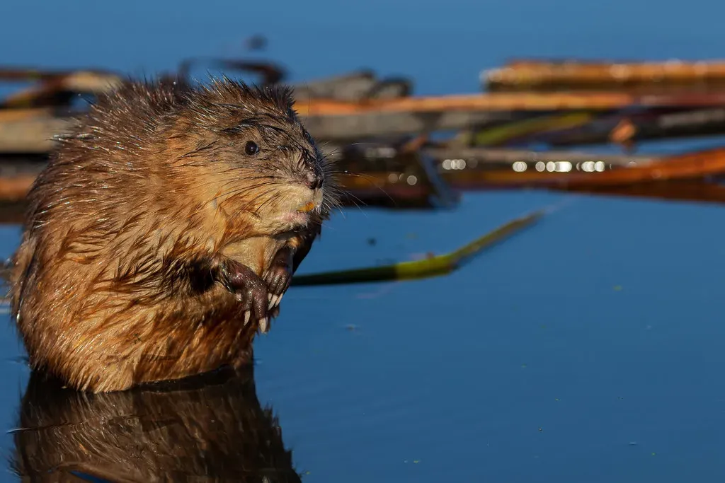 10. You’re Encountering a Species That Warns You About Wetland Health (Image Credits: Flickr)