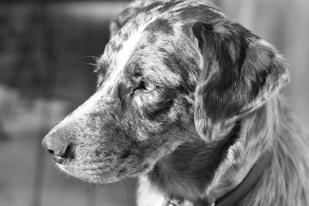 The Experimental LSD Study That Raised Eyebrows (Image Credits: Flickr)