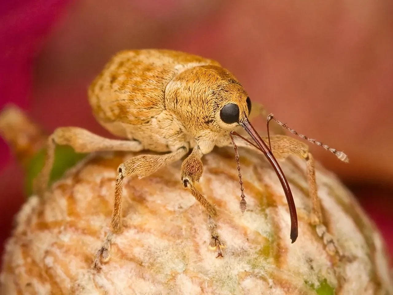 6. Medieval People Sometimes Sued Insects for Ruining Crops (Image Credits: Pixabay)