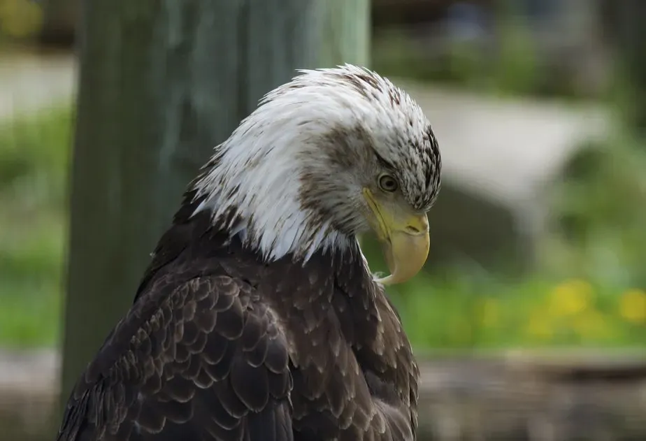 Conclusion: A Planet of Hidden Worlds (Image Credits: Flickr)