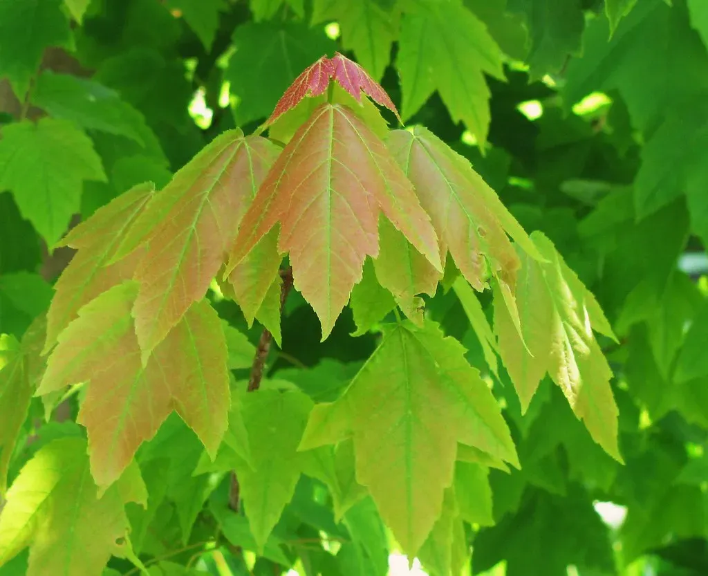 3. Electrical Signaling Within and Between Plants (DBduo Photography, Flickr, CC BY-SA 2.0)