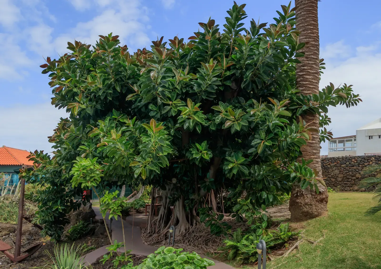 Rubber: The Olmec Innovation (Image Credits: Wikimedia)