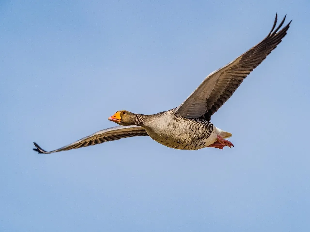 The Role of Drag in Flight (Image Credits: Pixabay)