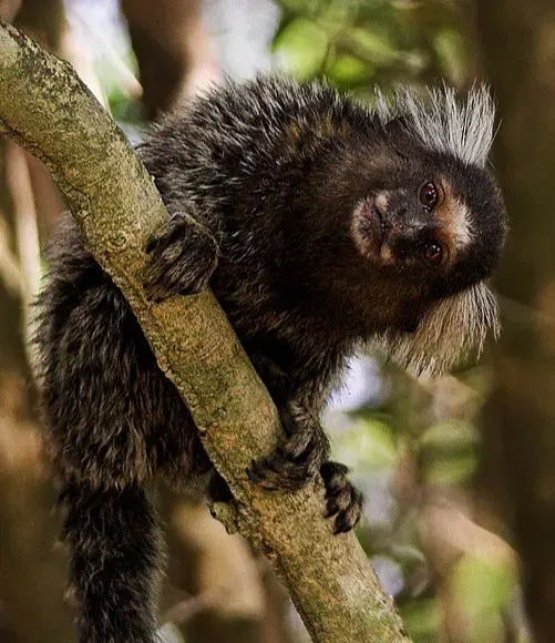 How Marmosets Avoid Talking Over One Another (Image Credits: Wikimedia)