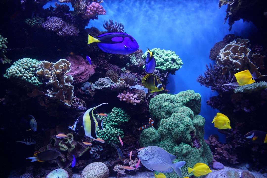 How Fish Actually Hear Underwater (Image Credits: Unsplash)