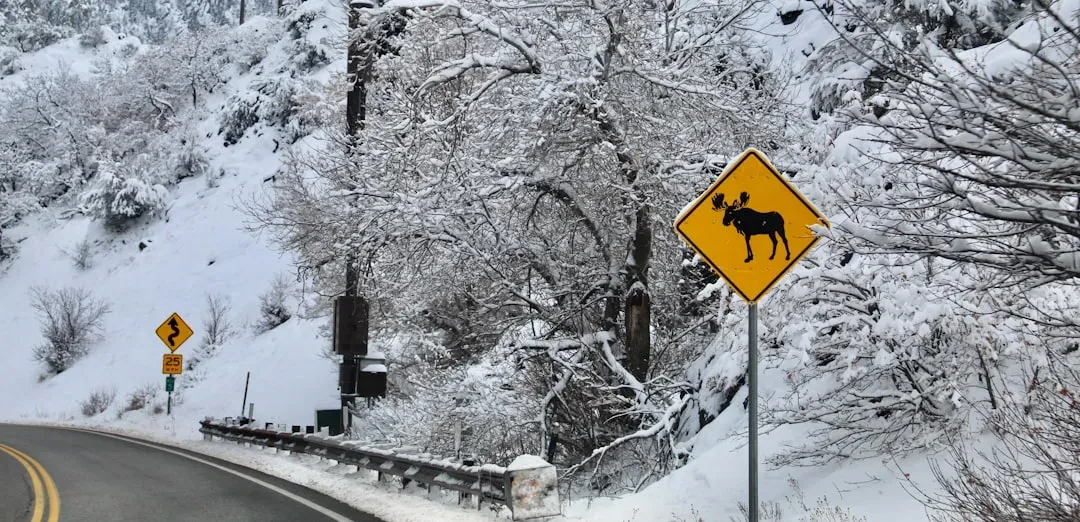Read Moose Body Language Before It Is Too Late (Image Credits: Unsplash)