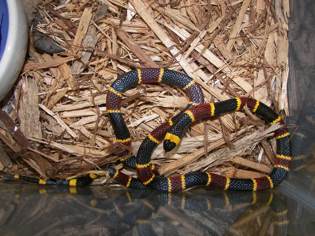 5. Eastern Coral Snake (Micrurus fulvius) (snakecollector, Flickr, CC BY 2.0)