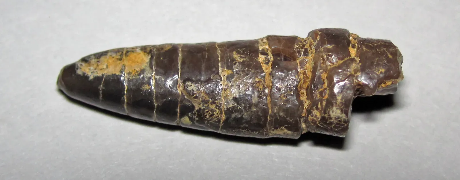 #5 - Belemnites and Squid-Like Fossils in Inland Quarries (Impact-shattered fossil belemnite (deformed during the Ries Impact Event, mid-Miocene, 14.5 to 14.8 Ma; Bavaria, Germany) 1, CC BY 2.0)