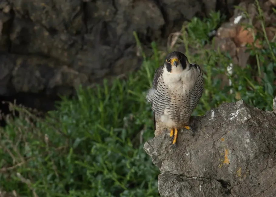 Peregrine Falcon: The Urban Sky Hunter (Image Credits: Pexels)