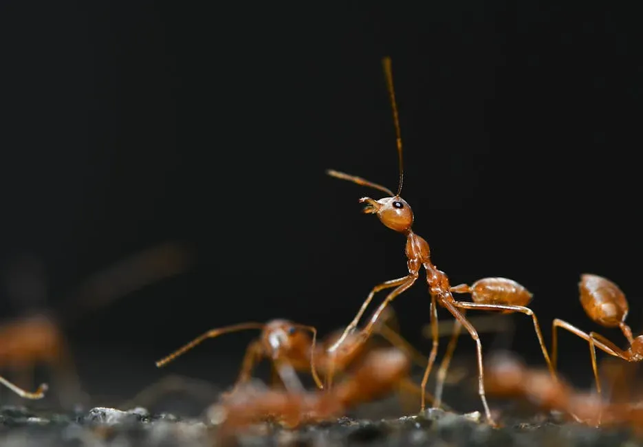 10. Moths and Ants Communicate With Chemical Perfume Trails (Image Credits: Pexels)