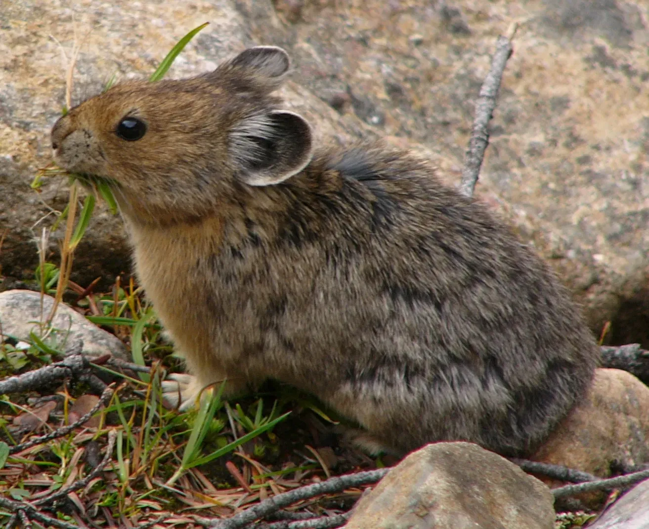 American Pika: A High-Altitude Specialist Under Pressure (Image Credits: Wikimedia)