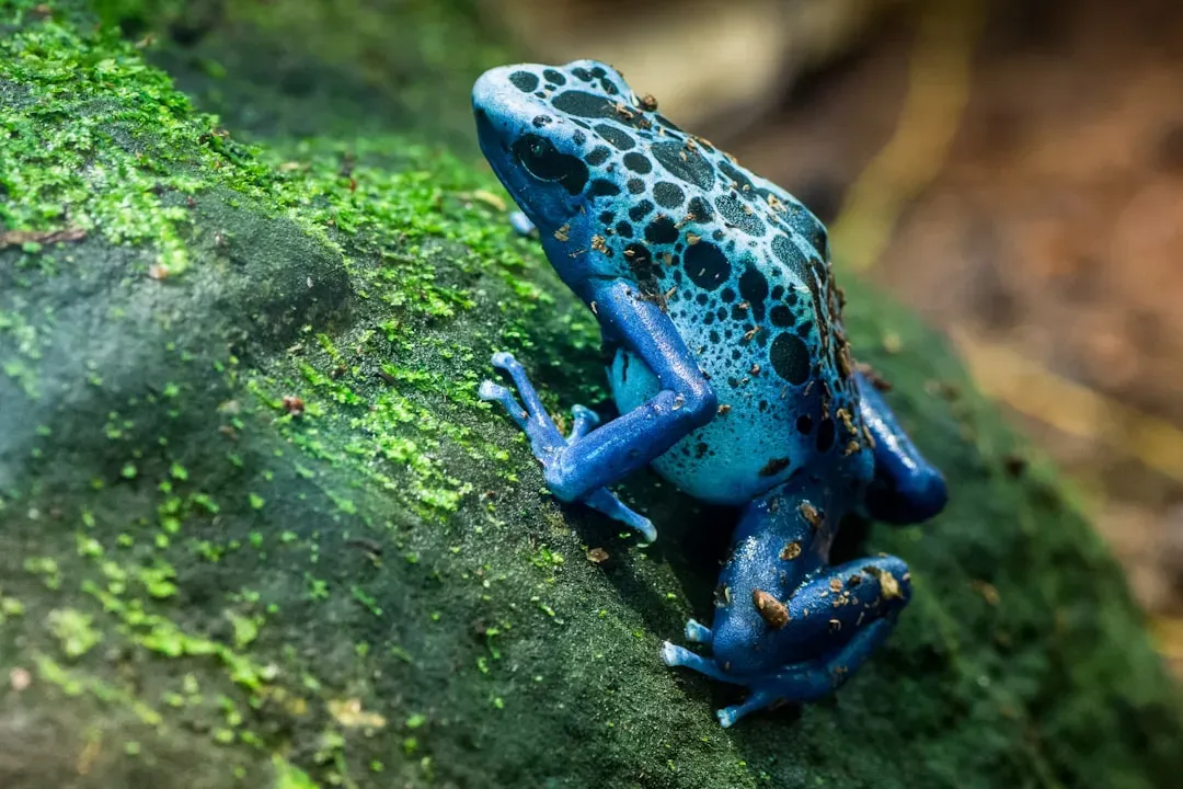 Poison Dart Frogs: Micro Doses, Massive Potential (Image Credits: Unsplash)