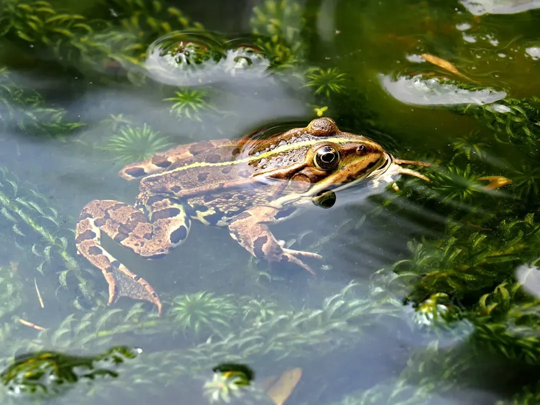 Pollution and Toxins Can Silence Whole Ponds (Image Credits: Unsplash)