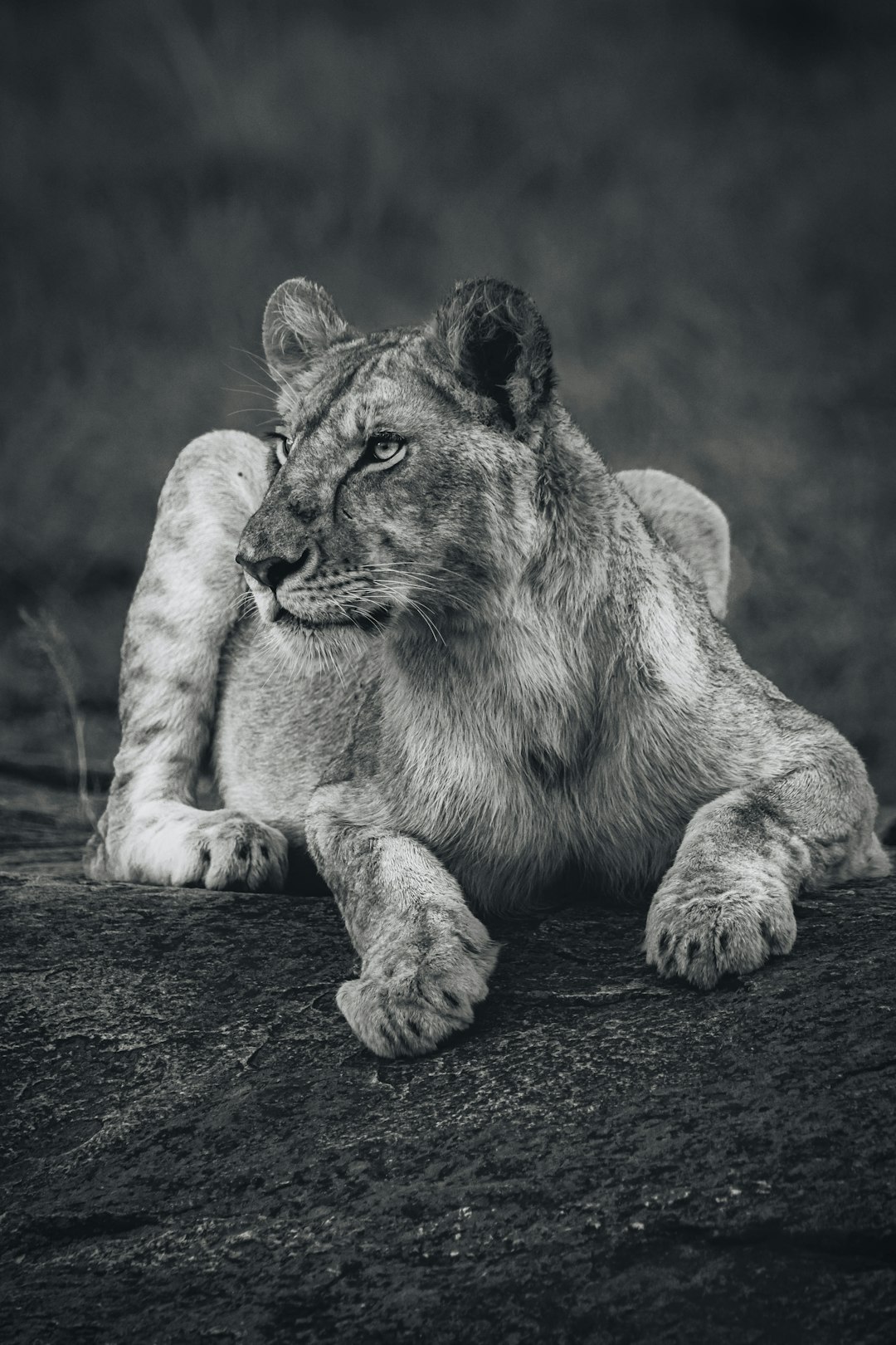 Coexisting with Lions: Conservation Born from Tradition (Image Credits: Unsplash)