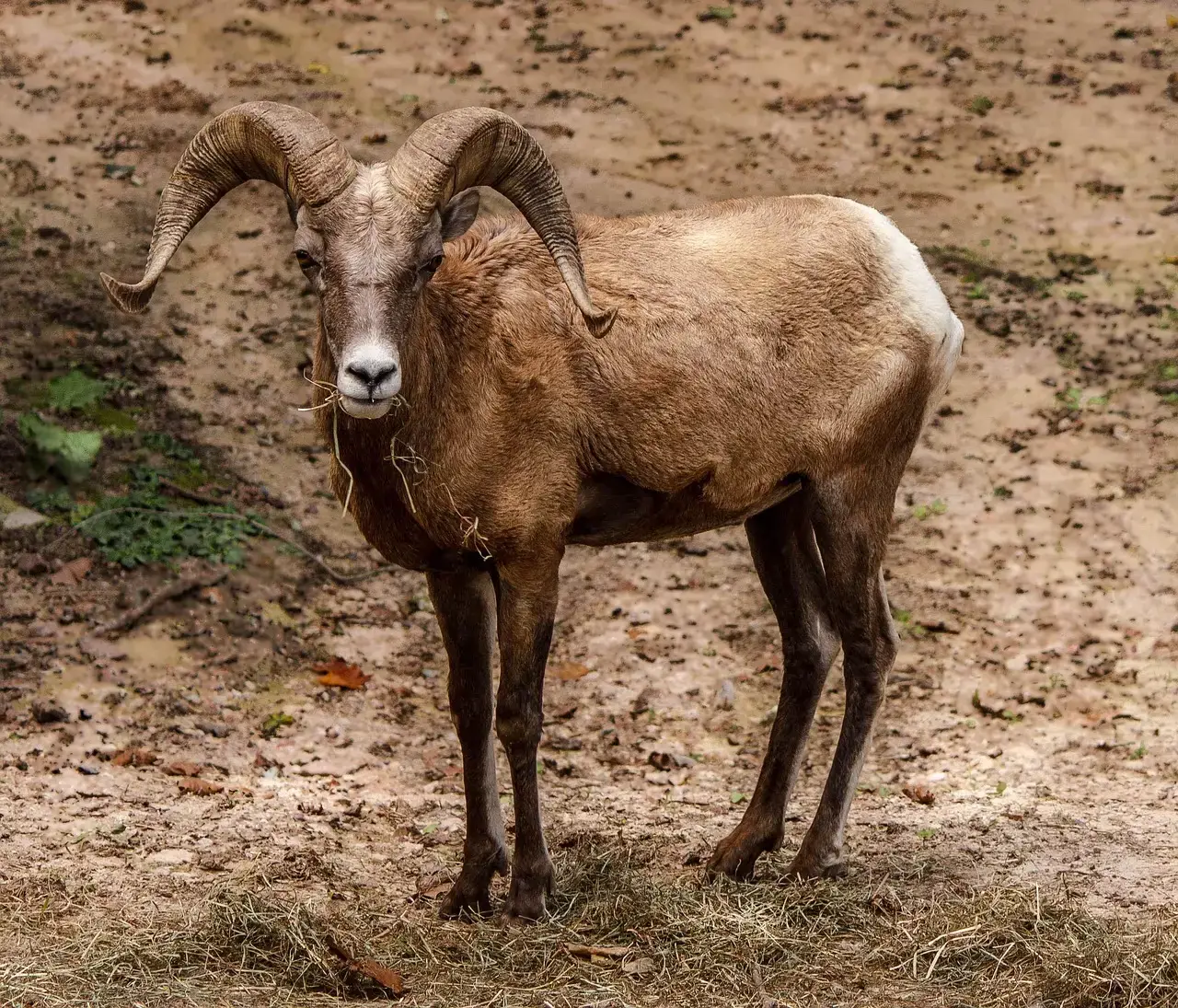 Capricorn – The Rocky Mountain Bighorn Sheep (Image Credits: Pixabay)