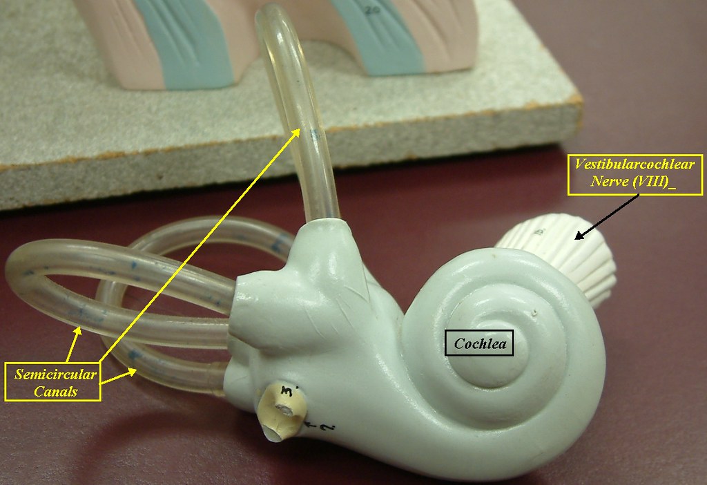 The Inner Ear Connection (Image Credits: Flickr)