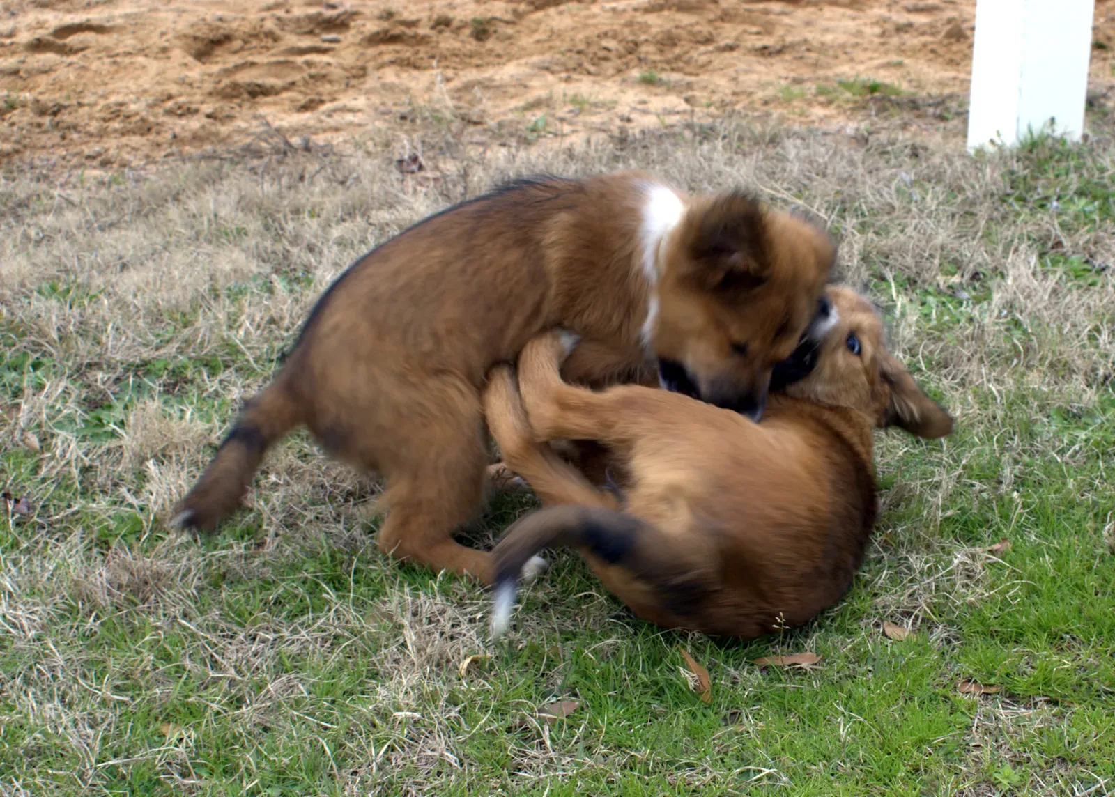 Play Fights Look Wild, But They Are Secretly Structured (originally posted to Flickr as Puppies Wrestling, CC BY-SA 2.0)