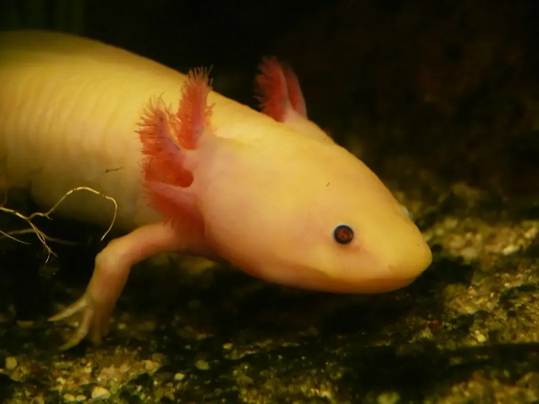 The Axolotl That Refuses to Grow Up and Regrows Body Parts (Image Credits: Unsplash)