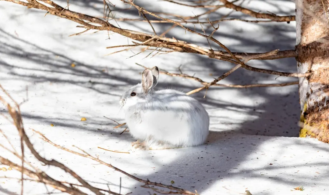 Snowshoe Hares: Seasonal Shape-Shifters (Image Credits: Unsplash)