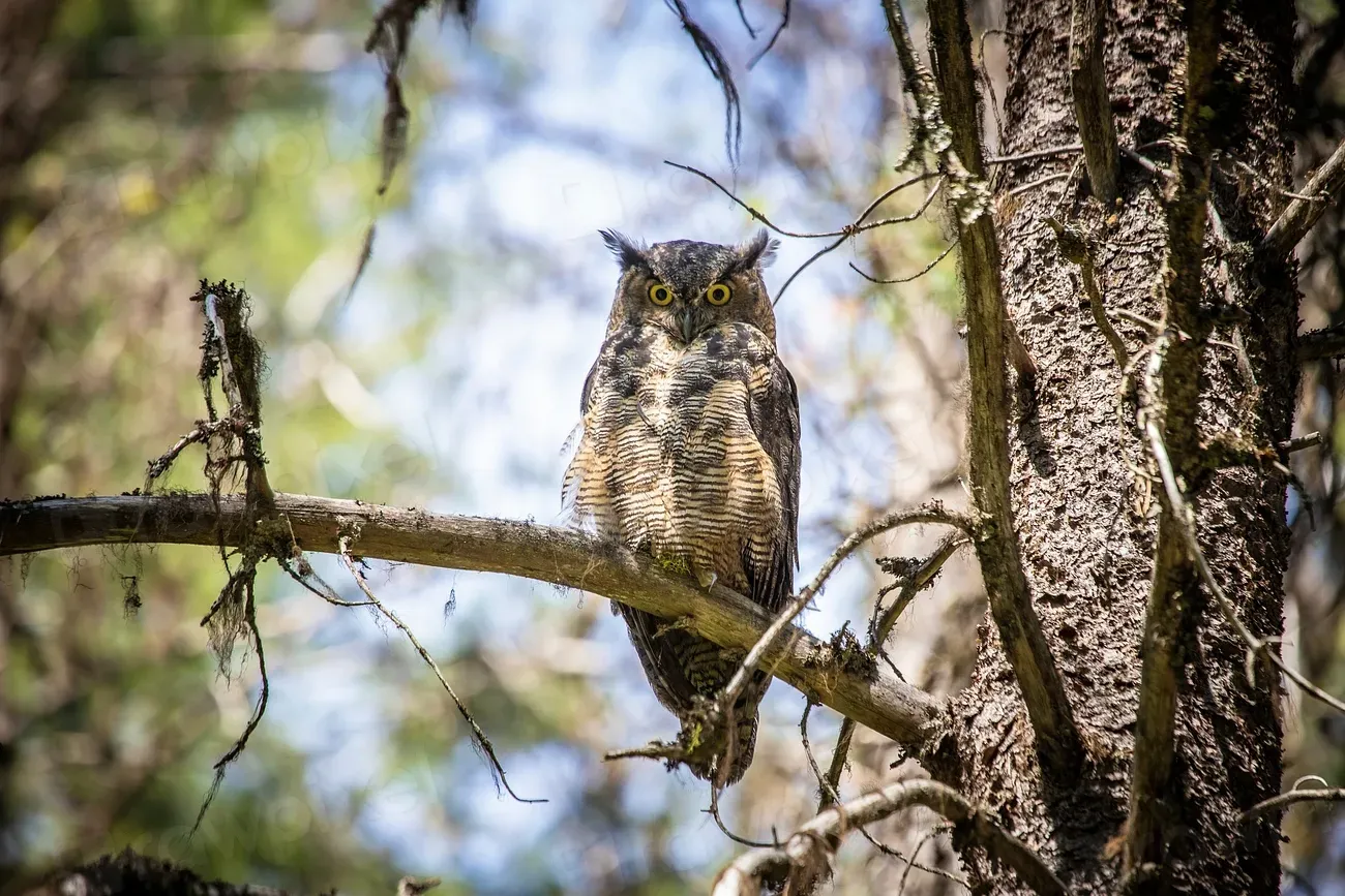 Scorpio – The Great Horned Owl (Image Credits: Rawpixel)