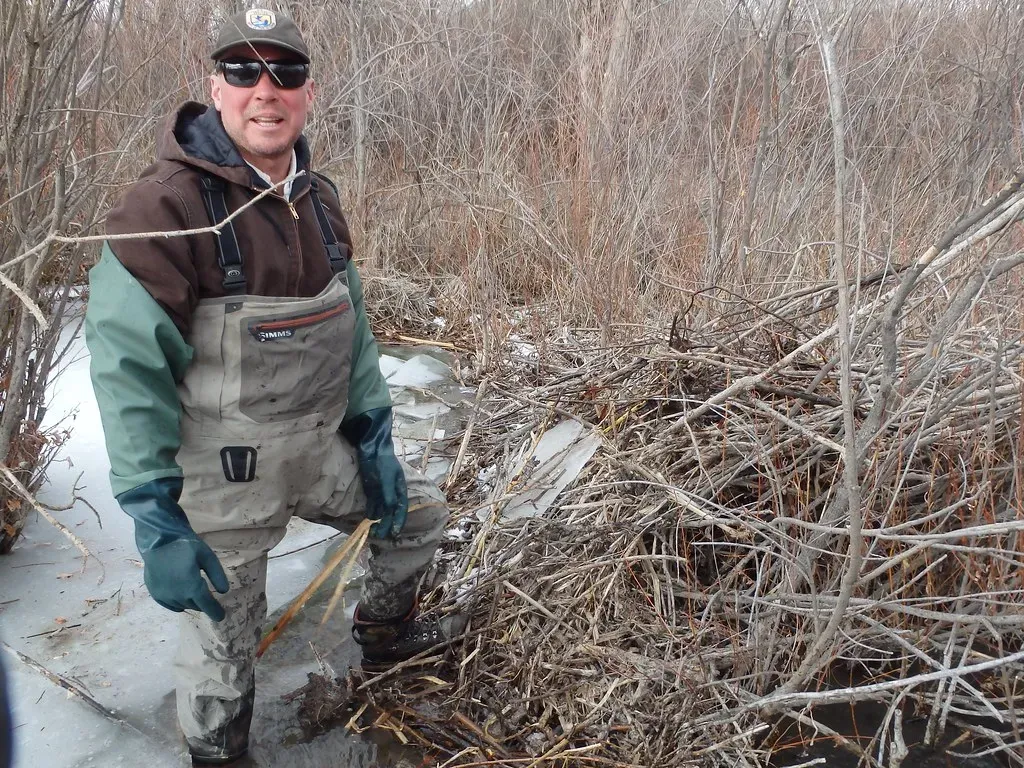 Humans Learning From Beaver Architecture (Image Credits: Flickr)