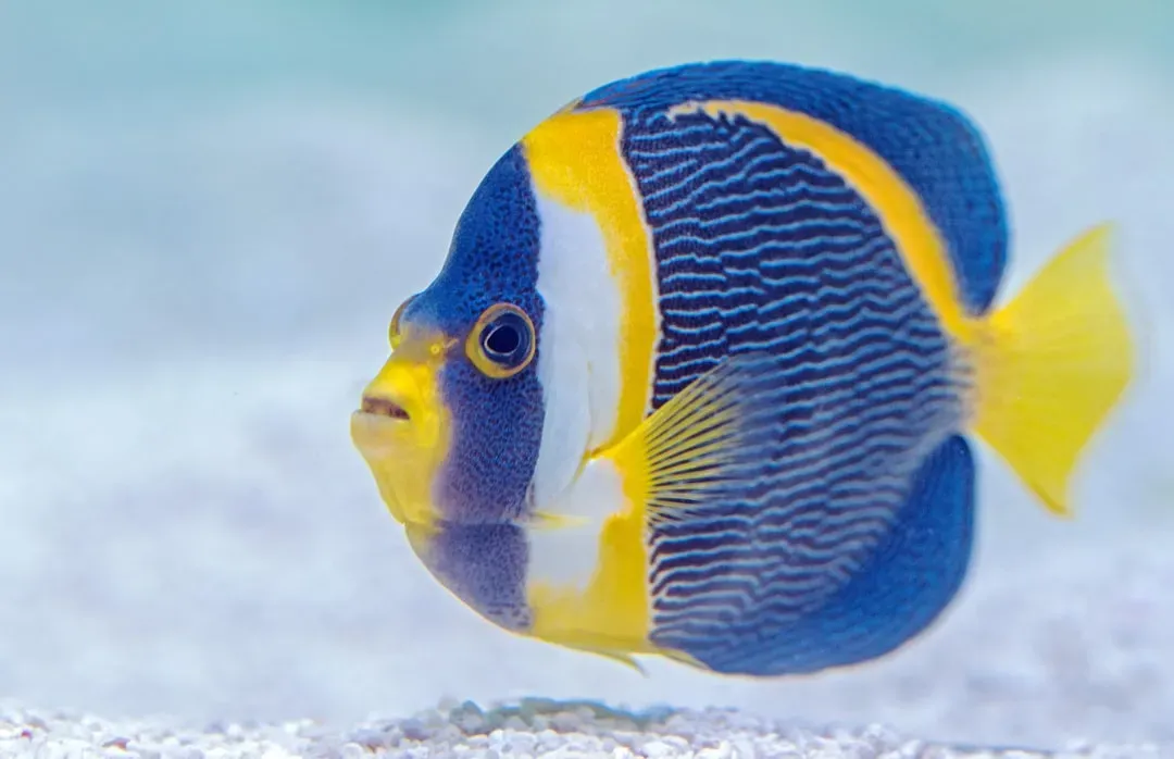 11. Some Fish Remember Faces And Use Tactical Deception (Image Credits: Unsplash)