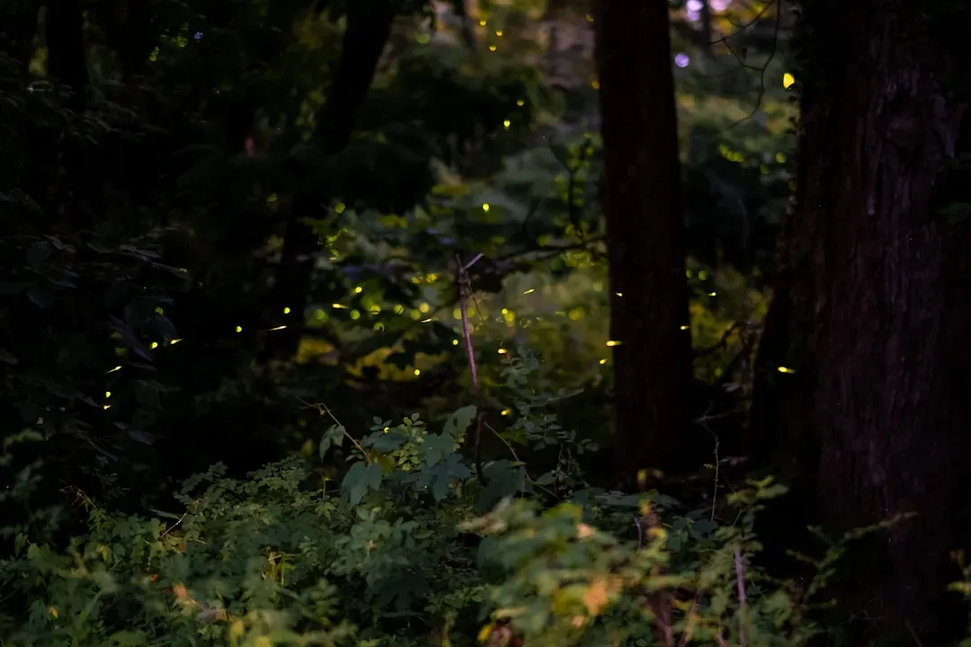 1. Fireflies Flirting With Light Signals (Image Credits: Unsplash)